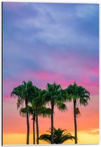 Dibond - Palmbomen bij Gekleurde Lucht - 40x60cm Foto op Aluminium (Wanddecoratie van metaal)
