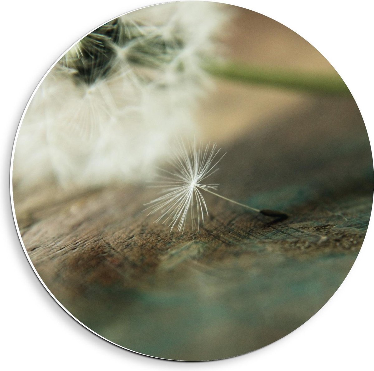 KuijsFotoprint Forex Wandcirkel - Liggende Paardenbloem - 40x40cm Foto op Wandcirkel (met ophangsysteem) Groen