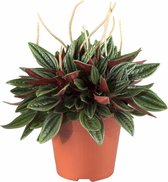 Peperomia Caperata Rosso | Vetplant rattenstaart