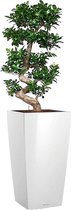 Ficus Bonsai in watergevende Cubico wit | Bonsai