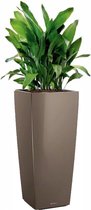 Aspidistra Himalaya in watergevende Cubico Alto taupe | Slagersplant