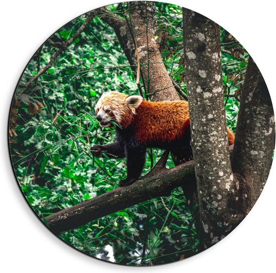 Dibond Wandcirkel - Rode Panda in de Bomen - Foto op Aluminium Wandcirkel (met ophangsysteem)