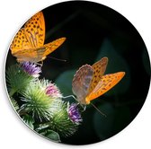 Forex Wandcirkel - Twee Oranje Vlinders op Plant  - 40x40cm Foto op Wandcirkel (met ophangsysteem)