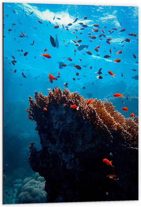 Dibond - Vissen in de Oceaan met Koraal - 60x90cm Foto op Aluminium (Met Ophangsysteem)