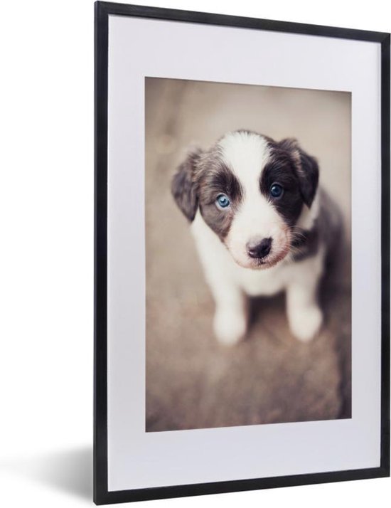 Fotolijst incl. Poster Border collie puppy met blauwe ogen 40x60 cm Posterlijst
