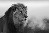 Lion Black And White Poster 91.5x61cm
