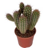 Hellogreen Kamerplant - Pilosocereus Gounelie Cactus - ↕ 50 cm