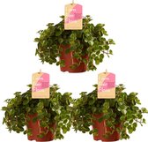 Hellogreen Kamerplanten - Set van 3 - Sedum Makinoi - 15 cm