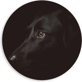 Forex Wandcirkel - Zwarte Hond op Zwarte Achtergrond  - 80x80cm Foto op Wandcirkel (met ophangsysteem)