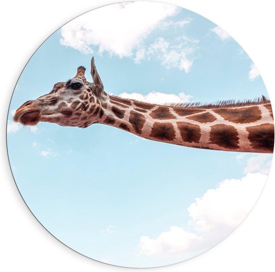 Dibond Wandcirkel - Giraffe op Blauwe Achtergrond - Foto op Aluminium Wandcirkel (met ophangsysteem)