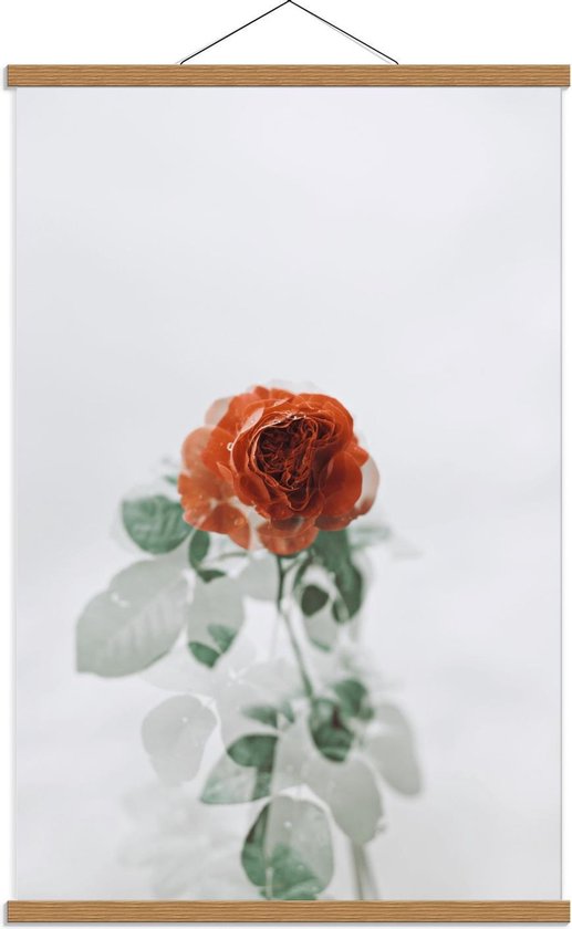 Schoolplaat – Rose Roos Met Witte Achtergrond - 60x90cm Foto op Textielposter (Wanddecoratie op Schoolplaat)