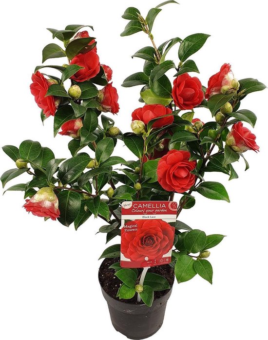 Camellia jap. 'Black Lace' stuk | Buitenplant in kwekerspot ⌀15 cm - ↕45 cm | bol.com