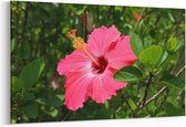 Schilderij - Roze Hibiscus — 90x60 cm