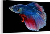 Schilderij - Siamese fighting fish — 90x60 cm