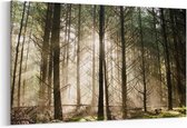 Schilderij - Op een vroege ochtend in het bos — 100x70 cm