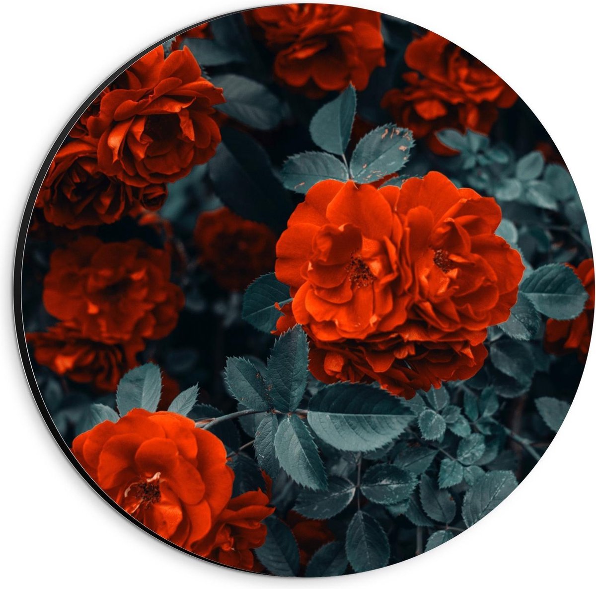 Dibond Wandcirkel - Rode Bloemen in Struik - 20x20cm Foto op Aluminium Wandcirkel (met ophangsysteem) op Prijzenvolger.com