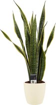 Kamerplant van Botanicly – Vrouwentongen incl. crème kleurig sierpot als set – Hoogte: 60 cm – Sansevieria Laurentii