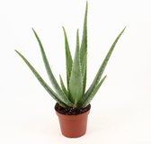 Plantenboetiek.nl | Aloe Vera P Zonder Kwekersetiket - Kamerplant - Hoogte 45cm - Potmaat 14cm