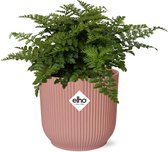 Plantenboetiek.nl | Asplenium Parvati in ELHO Vibes Fold roze - Kamerplant - Hoogte 25cm - Potmaat 14cm