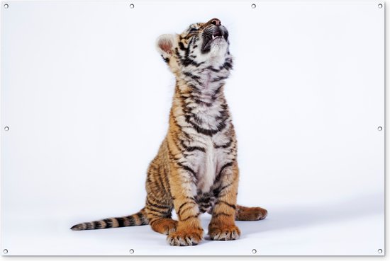 Omhoogkijkende tijgerwelp Tuinposter 60x40 cm - Foto op Tuinposter (tuin decoratie)