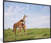 Affiche avec cadre Deux girafes dans les savanes du Parc National du Serengeti en Afrique - 30x20 cm