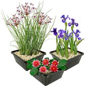 Plantes d'étang Winter Heart - 9 plantes aquatiques - Pour 500 litres d'eau - Nénuphar rouge, fleur de cygne et iris violet avec Paniers d'étang de bassin, Argile et Alimentation - Plantes aquatiques Van der Velde