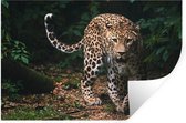 Muurstickers - Sticker Folie - Wilde dieren - Luipaard - Jungle - Natuur - 120x80 cm - Plakfolie - Muurstickers Kinderkamer - Zelfklevend Behang - Zelfklevend behangpapier - Stickerfolie
