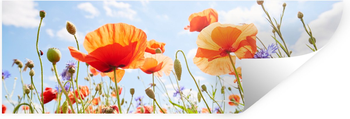 Muurstickers - Sticker Folie - Bloemen - Klaproos - Lente - Natuur - Rood - Blauw - 120x40