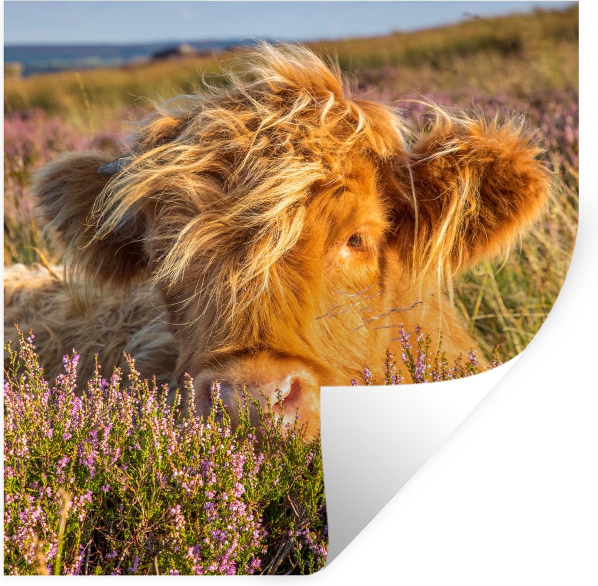Muurstickers - Sticker Folie - Schotse Hooglander - Heide - Gras - Dieren - 120x120 cm - P