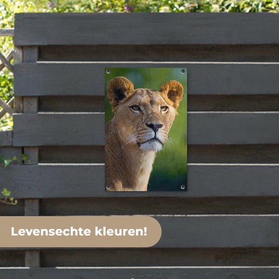 Poster Jardin jeune lionne 40x60 cm - petit - Toile de jardin / Toile d'extérieur / Peintures d'extérieur (décoration de jardin)