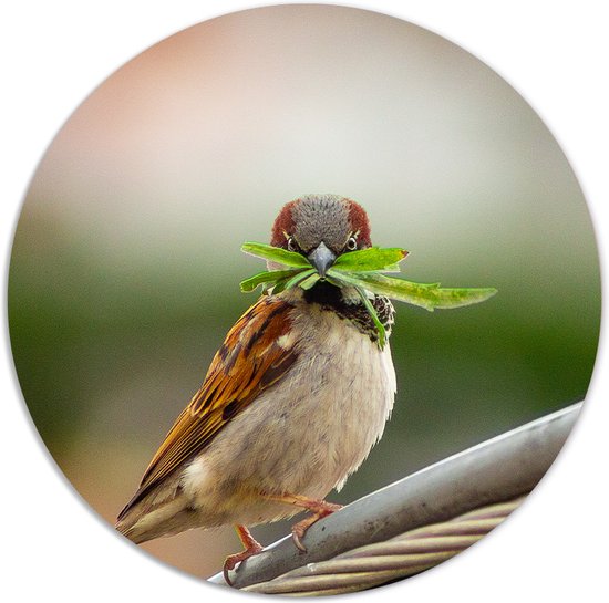 Label2X - Muurcirkel vogeltje met blad - Ø 30 cm - Forex - Multicolor - Wandcirkel - Rond Schilderij - Muurdecoratie Cirkel - Wandecoratie rond - Decoratie voor woonkamer of slaapkamer