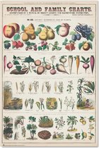 Poster Fruits And Vegetables 61x91,5cm