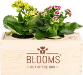 Blooms out of the Box M Original - 2 bloeiende planten - origineel alternatief voor bloemen