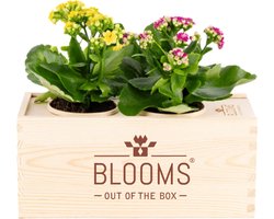 BloomsBox - 2 Bloeiende kalanchoe planten - Kamerplanten cadeau - met watergeefsysteem - 1 x per maand water geven