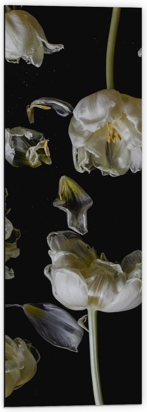 Dibond - Witte Bloemen in Verschillende Richtingen - 40x120 cm Foto op Aluminium (Met Ophangsysteem)