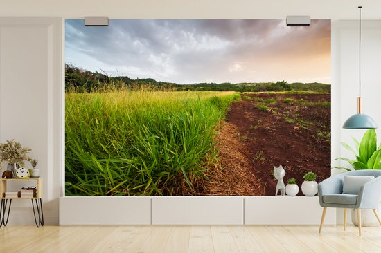 La citronnelle saine pousse à l'état sauvage dans les régions rurales de la Jamaïque papier peint photo vinyle 360x240 cm - Tirage photo sur papier peint