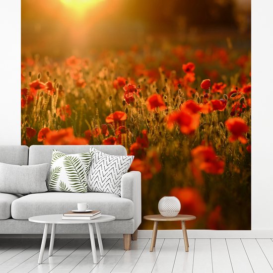 Behang - Fotobehang Oranje gloed over de Klaprozen in het veld - Breedte 220 cm x hoogte 220 cm