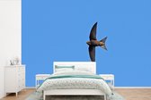 Behang - Fotobehang Een gierzwaluw vliegt over een heldere blauwe lucht - Breedte 525 cm x hoogte 350 cm
