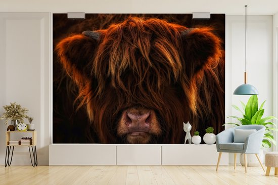 Behang - Fotobehang Schotse hooglander - Licht - Dier - Breedte 375 cm x hoogte 300 cm