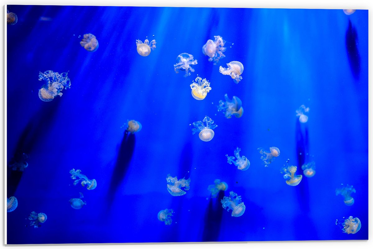 PVC Schuimplaat- Groep Mini Kwallen in het Aquarium - 60x40 cm Foto op PVC Schuimplaat