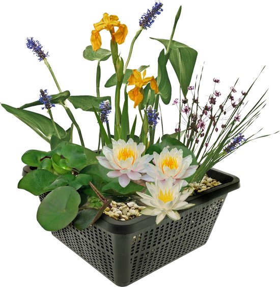 VDVELDE Mini Vijver Planten Set Winterhard