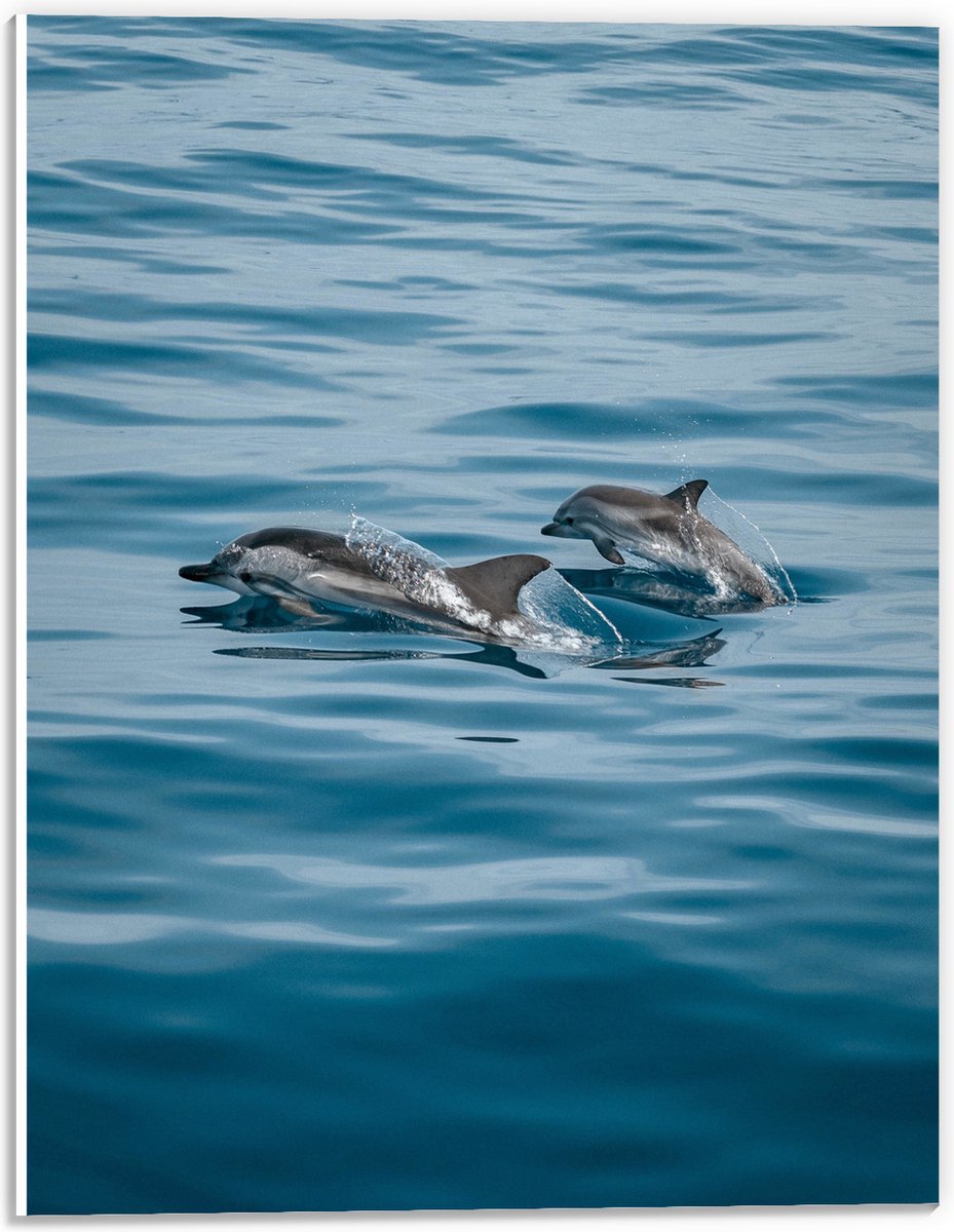 PVC Schuimplaat - Baby Dolfijn met Moeder zwemmend in de Zee - 30x40 cm Foto op PVC Schuimplaat (Met Ophangsysteem)