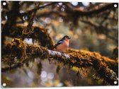 Tuinposter – Kleine Blauw-Oranje Vogel op een Tak - 80x60 cm Foto op Tuinposter (wanddecoratie voor buiten en binnen)