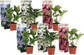 Plant in a Box - Mix van 6 Hortensia Teller - Tuinhortensia - Pot 9cm - Hoogte 25-40cm