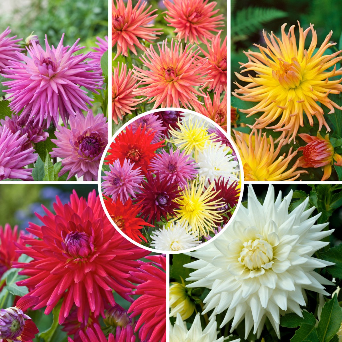 Plant in a Box - Dahlia Cactus - Dahlia bollen -5 mix - Kleurrijke mix van verschillende opvallende dahlia bloemen - Zomerbloeier - Dahlia bollenmix