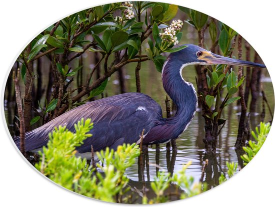 WallClassics - Panneau de mousse PVC ovale - Petit héron bleu dans l' Water avec Plantes - 40x30 cm Photo sur ovale (avec système de suspension)