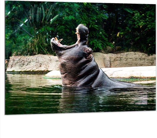 WallClassics - Dibond - Nijlpaard in Water met open Bek - 100x75 cm Foto op Aluminium (Met Ophangsysteem)