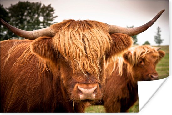Papier pour affiche de deux Highlanders écossais