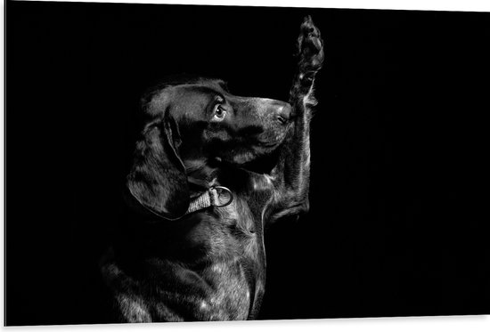 WallClassics - Dibond - Zwarte Hond Zegt 'Hoi' - 105x70 cm Foto op Aluminium (Met Ophangsysteem)