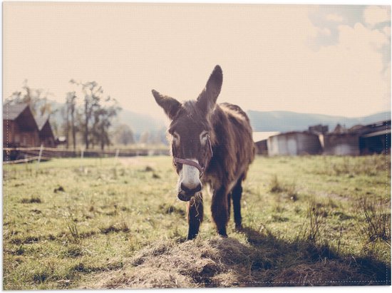 WallClassics - Drapeau - Âne dans un champ d'herbe verte - Photo 40x30 cm sur drapeau en polyester